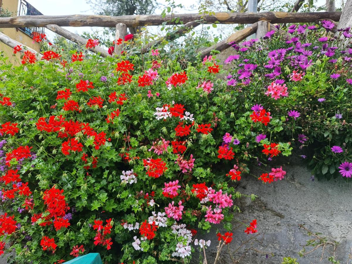 Casa Betania Da Peppe Villa Sorrento Luaran gambar